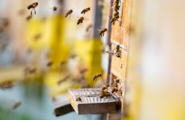 Featured image for “Case Study: Application of an Ecological Model (Beehave) to Large-Scale Honey Bee Colony Feeding Studies”