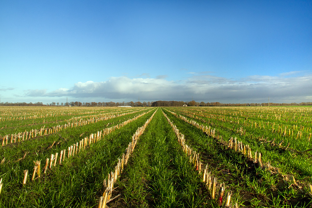 Featured image for “The holidays mean it’s time for cover crops”