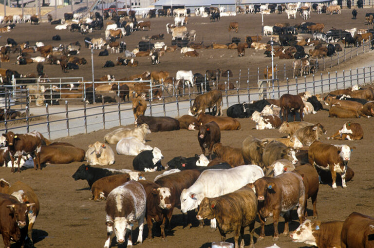 Are tougher regulations in the works for Livestock Farms & Manure Usage