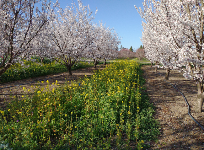Featured image for “Cover crops: innovating the pollinator and agriculture relationship”