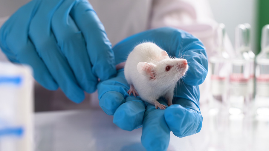 Featured image for “Toxicologists Proving Up to the Challenge of Reducing Animal Testing”