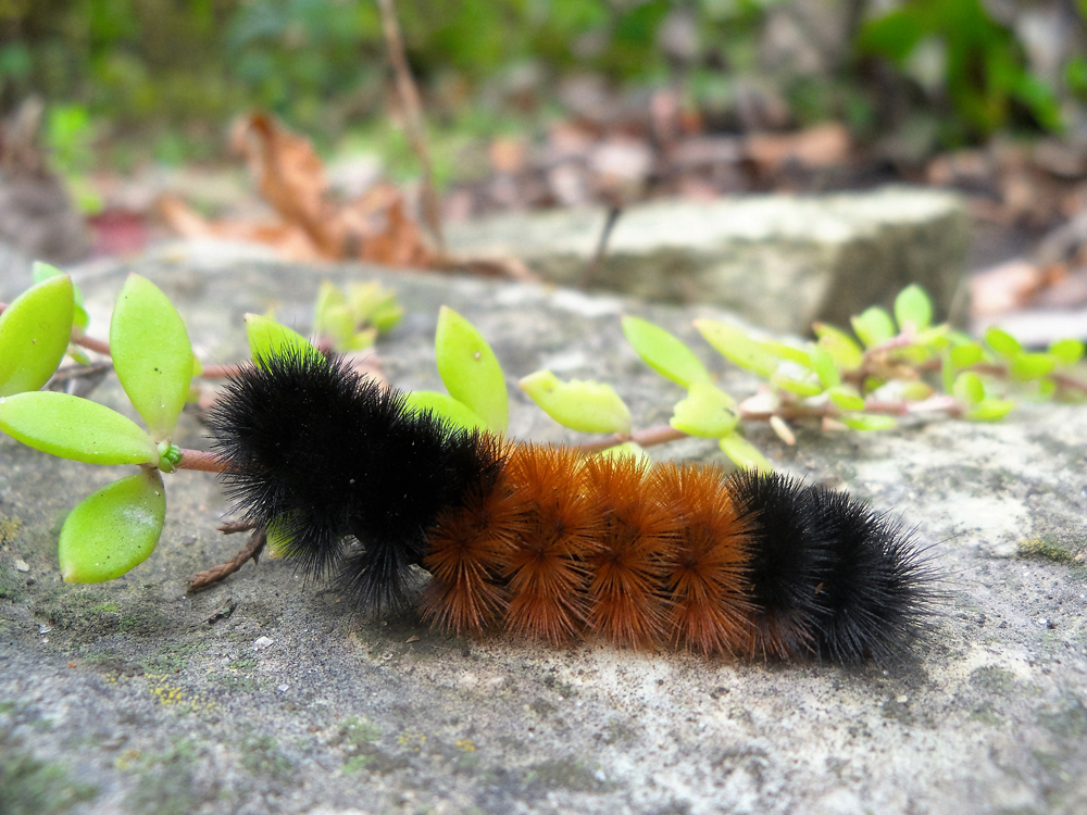 Featured image for “Insects as Climate Change Indicators: Meet the Woolly Caterpillar”