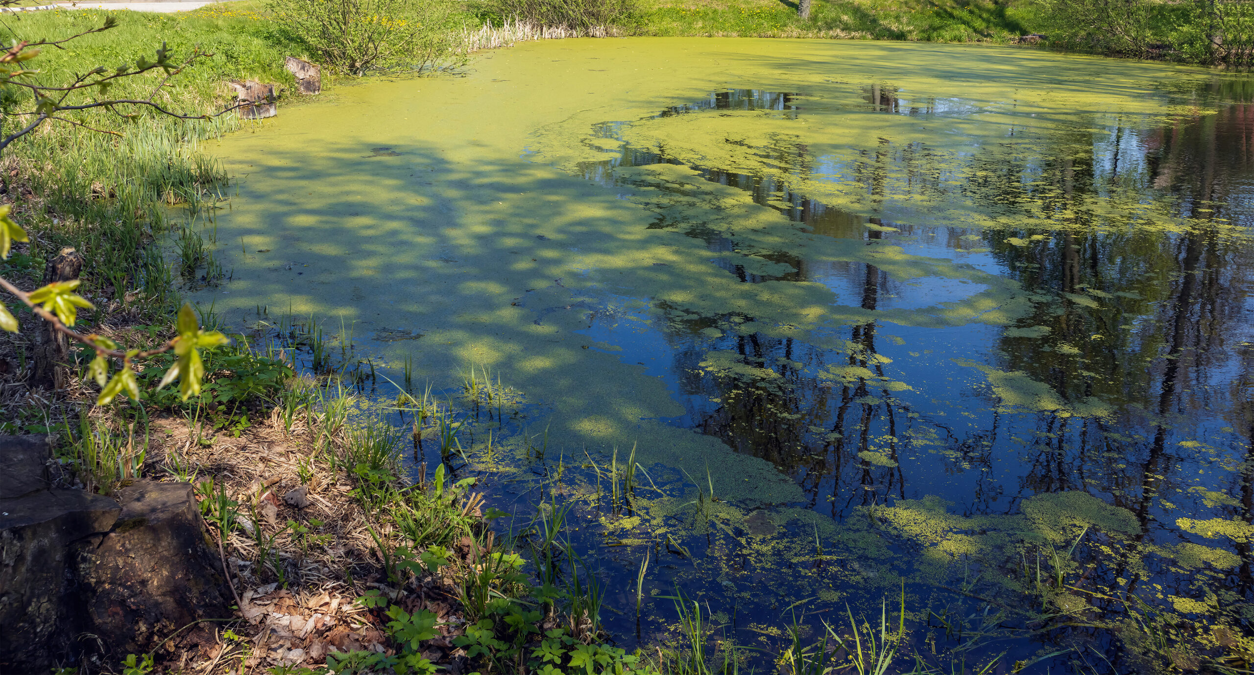 Featured image for “Summer’s Algae Stresses the Importance of Nutrient Monitoring”