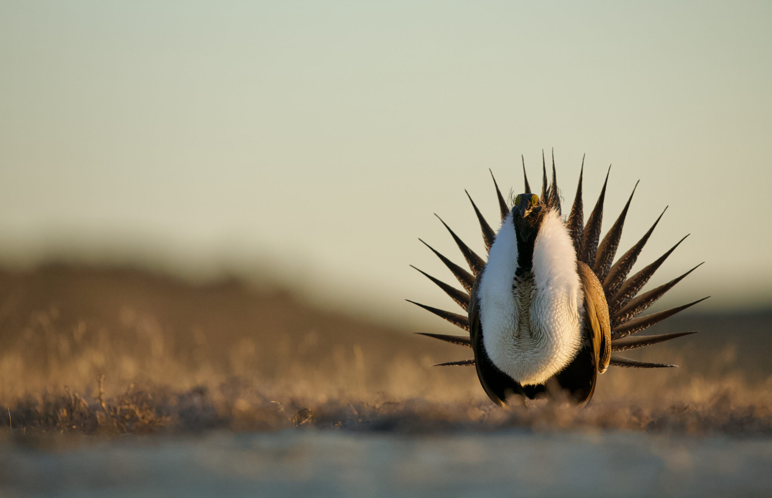Featured image for “Revisions to the Endangered Species Act Redefines “Harm””